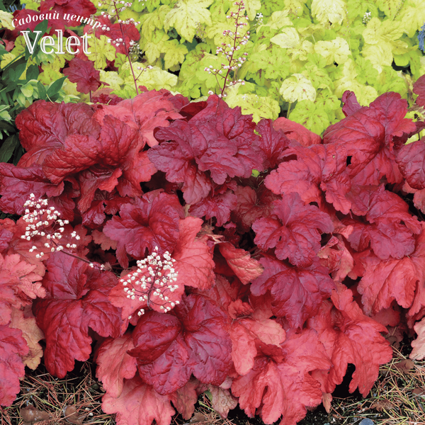 Гейхера гібридна &lsquo;Fire Chief&rsquo; (Повелитель Вогню) Heuchera hybrida &lsquo;Fire Chief&rsquo; С3 V10093 фото