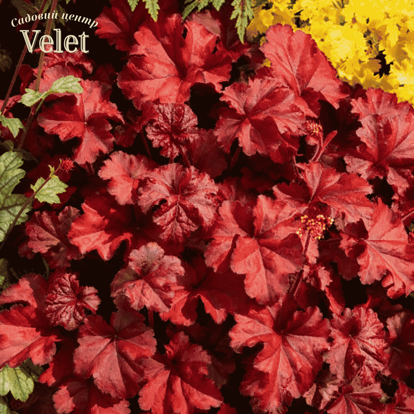 Гейхера гібридна &lsquo;Fire Chief&rsquo; (Повелитель Вогню) Heuchera hybrida &lsquo;Fire Chief&rsquo; С3 V10093 фото