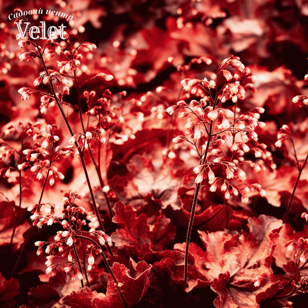 Гейхера гібридна &lsquo;Fire Chief&rsquo; (Повелитель Вогню) Heuchera hybrida &lsquo;Fire Chief&rsquo; С3 V10093 фото