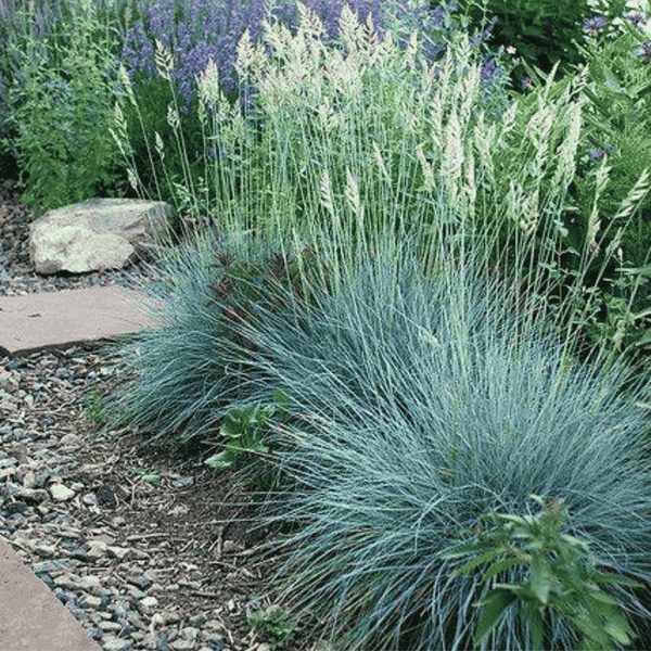 Костриця &laquo;Блу Селект&raquo; &mdash; Festuca glauca &lsquo;Blue Select&rsquo; Р12 V58183 фото