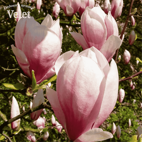 Магнолия суланжа Специоза (Magnolia soulangeana Speciosa) C3 высота 80-90см