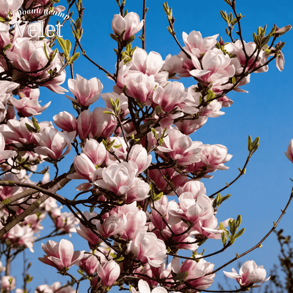 Магнолия суланжа Специоза (Magnolia soulangeana Speciosa) C3 высота 80-90см
