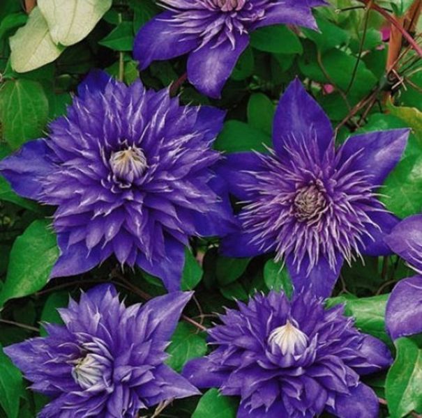 Клематис Мульти Блю. (Clematis Multi Blue) ІІгруппа
