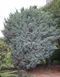 Можжевельник чешуйчатый Мейери. (Juniperus squamata Meyeri) С3 CS2258 фото 3