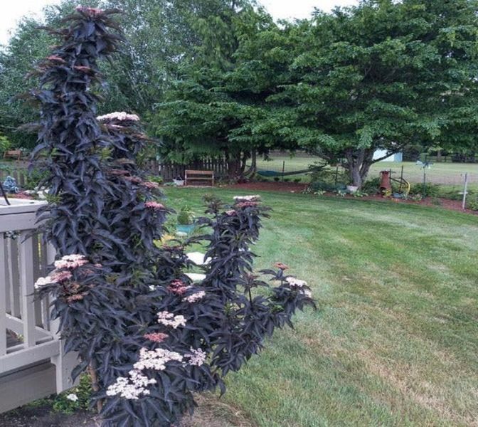 Бузина черная Блэк Тауэр. (Sambucus nigra Black Tower) С5