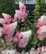 Гортензія волотиста Fraise Melba (Hydrangea paniculata Fraise Melba) декоративний кущ в горщику C1 2х річний V18016 фото 2