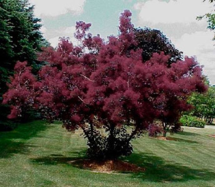 Скумпія шкіряна Роял Перпл. (Cotinus coggygria Royal Purple) С7,5