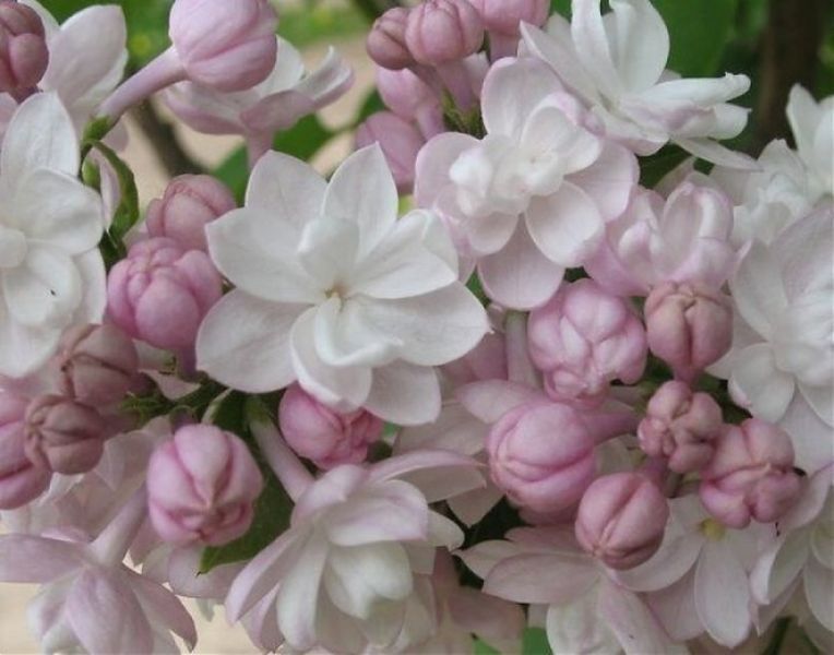 Сирень обыкновенная Красавица Украины. (Syringa vulgaris Beauty of Ukraine) CS2961 фото