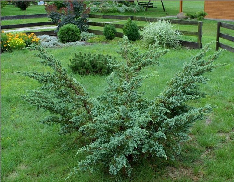 Можжевельник чешуйчатый Мейери. (Juniperus squamata Meyeri) С3 CS2258 фото