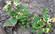 Хауттуния сердцевидная (Houttunia cordata Chameleon) С3 V63187 фото 4