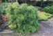 Кіпарисовик гороплодний Філіфера Нана. (Chamaecyparis pisifera Filifera Nana) C3 CS2158 фото 4