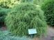 Кіпарисовик гороплодний Філіфера Нана. (Chamaecyparis pisifera Filifera Nana) C3 CS2158 фото 3