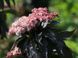 Бузина черная Блэк Тауэр. (Sambucus nigra Black Tower) С5 CS2561 фото 3