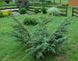 Можжевельник чешуйчатый Мейери. (Juniperus squamata Meyeri) С3 CS2258 фото 2