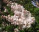 Сирень обыкновенная Красавица Украины. (Syringa vulgaris Beauty of Ukraine) CS2961 фото 3
