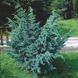Можжевельник чешуйчатый Мейери. (Juniperus squamata Meyeri) С3 CS2258 фото 1