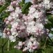 Сирень обыкновенная Красавица Украины. (Syringa vulgaris Beauty of Ukraine) CS2961 фото 4