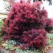 Скумпія шкіряна Роял Перпл. (Cotinus coggygria Royal Purple) С7,5 V108810 фото 1