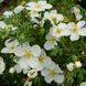 Перстач чагарниковий Сноуберд. (Potentilla Fruticosa Snowbird) Р9 CS2861 фото 1