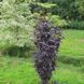Бузина черная Блэк Тауэр. (Sambucus nigra Black Tower) С5 CS2561 фото 2