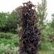 Бузина черная Блэк Тауэр. (Sambucus nigra Black Tower) С5 CS2561 фото 1