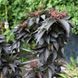 Бузина черная Блэк Тауэр. (Sambucus nigra Black Tower) С5 CS2561 фото 4