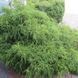 Кіпарисовик гороплодний Філіфера Нана. (Chamaecyparis pisifera Filifera Nana) C3 CS2158 фото 2