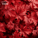Гейхера гібридна &lsquo;Fire Chief&rsquo; (Повелитель Вогню) Heuchera hybrida &lsquo;Fire Chief&rsquo; С3 V10093 фото 1