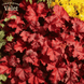 Гейхера гібридна &lsquo;Fire Chief&rsquo; (Повелитель Вогню) Heuchera hybrida &lsquo;Fire Chief&rsquo; С3 V10093 фото 2