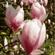 Магнолия суланжа Специоза (Magnolia soulangeana Speciosa) C3 высота 80-90см R4045 фото 3