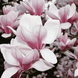 Магнолия суланжа Специоза (Magnolia soulangeana Speciosa) C3 высота 80-90см R4045 фото 1