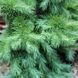 Модрина японская Болік. (Larix kaempferi Bohlik) С5 &nbsp;D25-40см V108314 фото 3