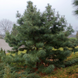 Сосна корейская - кедровая (Pinus koraiensis) С3 20-25см TS0027 фото 2