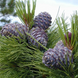 Сосна корейская - кедровая (Pinus koraiensis) С3 20-25см TS0027 фото 1