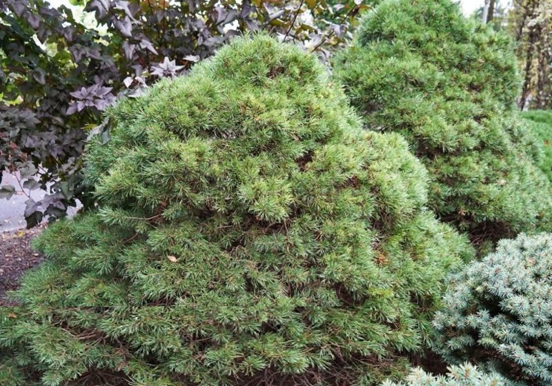 Сосна звичайна Скяк. (Pinus sylvestris Skjak) С20 CS2358 фото