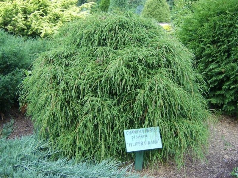 Кіпарисовик гороплодний Філіфера Нана. (Chamaecyparis pisifera Filifera Nana) C3 CS2158 фото