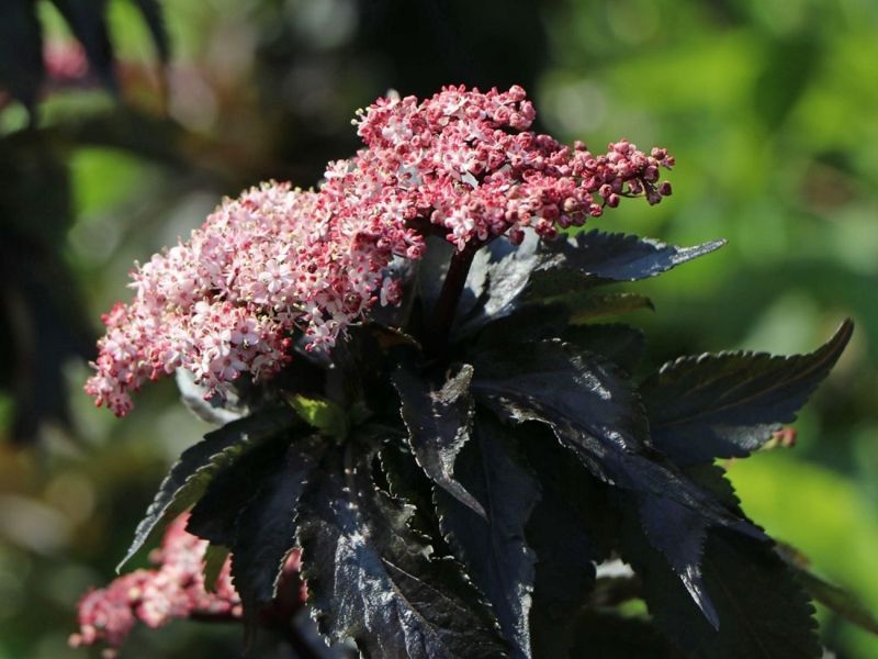 Бузина черная Блэк Тауэр. (Sambucus nigra Black Tower) С5
