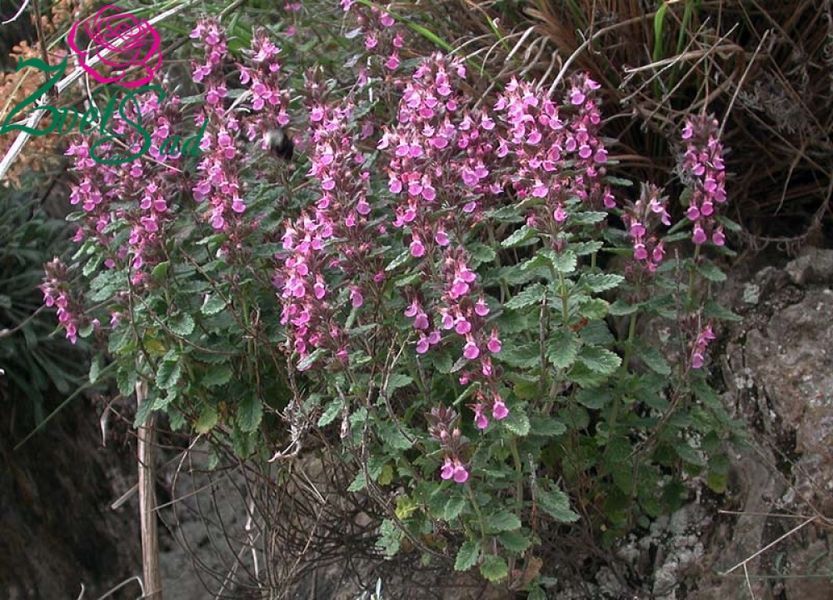 Дубравник вечнозеленый. (Teucrium chamaedrys)