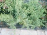 Ялівець віргінський &ndash; Juniperus virginiana Hetz C3 V989837 фото