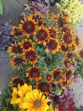 Рудбекия гибридная Смайлиз Хэппи (Rudbeckia hybrida SmileyZ Happy) С5 V13260 фото
