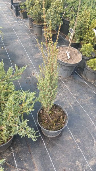 Можжевельник обыкновенный Arnold (Juniperus communis Arnold) С3 высота 50-70см R4345 фото