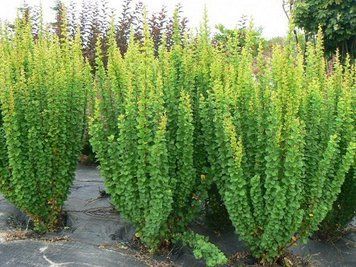Барбарис тунберга Эректа. (Berberis thunbergii Erecta) Р9 CS2512 фото