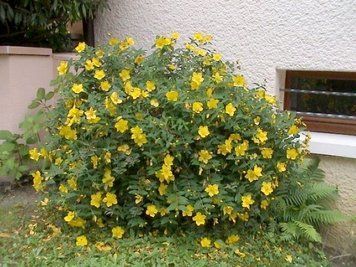 Зверобой чашечковидный. (Hypericum calycinum) Р9