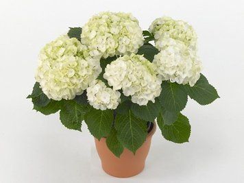 Гортензия крупнолистная Фест Вайт. (Hydrangea macrophylla First White) С3 CS2762 фото