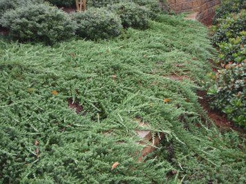 Ялівець горизонтальний Вілтоні. (Juniperus horizontalis Wiltonii) С7,5 CS2209 фото