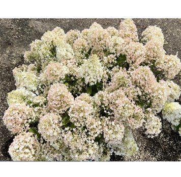 Гортензія волотиста Лівін Літл Альф. (Hydrangea paniculata Living Little Alf) Р9 CS2662 фото