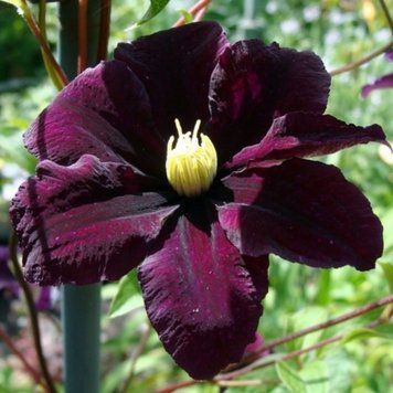 Клематис 'Мефистотель'. (Clematis 'Mefistofel')
