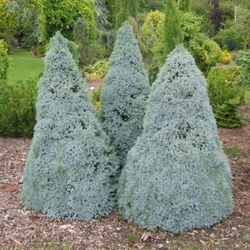 Ель канадская Сандерс Блю. (Picea glauca Sanders Blue) C10 CS2059 фото