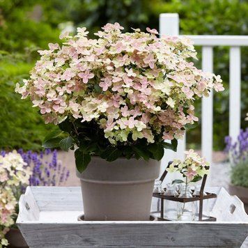 Гортензия метельчатая Полистар. (Hydrangea paniculata Polestar) С10, 6-летка CS2712 фото