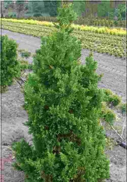 Кипарисовик тупий Драс. (Chamaecyparis obtusa Drath) С3 CS2159 фото